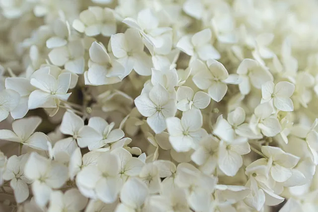 Es sind weiße Blumen zu sehen