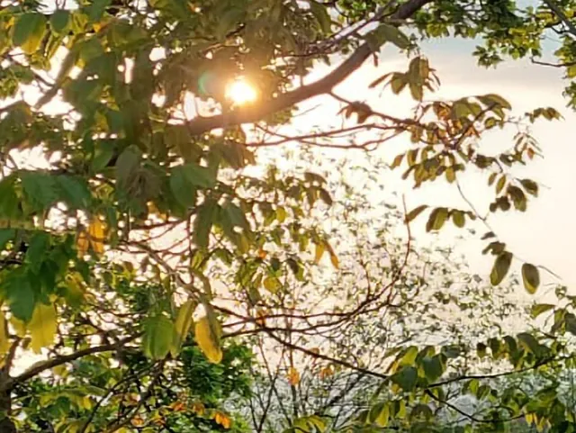 Auf dem Foto sind grüne Bäume und die strahlende Sonne zu sehen